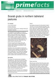 Scarab grubs in northern tableland pastures - NSW Department of ...