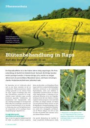 Blütenbehandlung in Raps - DSV