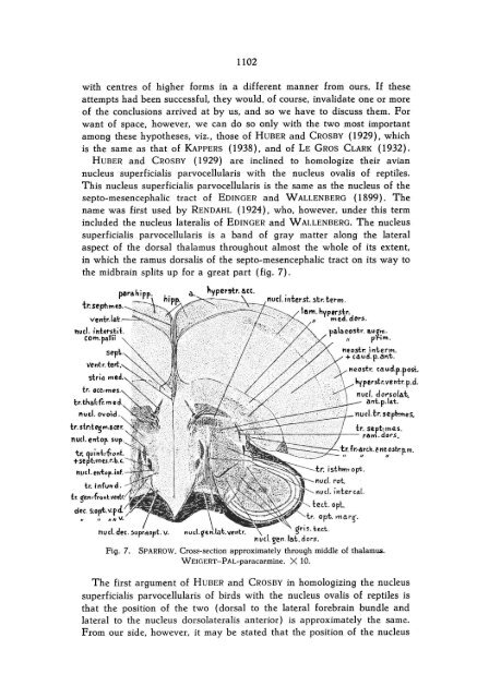 The nucleus of BELLONCI in birds - DWC