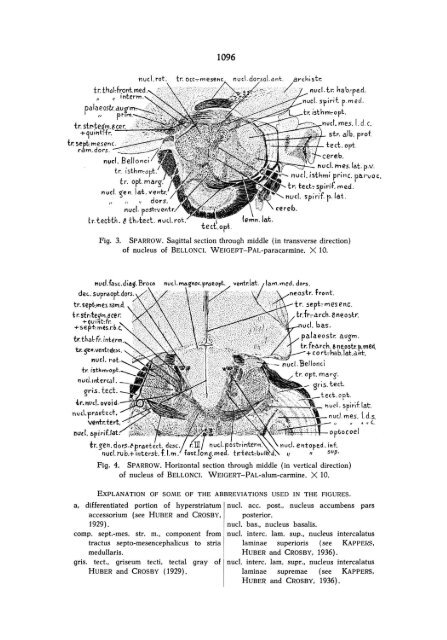The nucleus of BELLONCI in birds - DWC