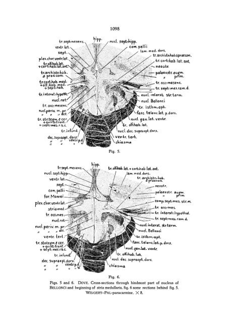 The nucleus of BELLONCI in birds - DWC