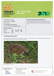 Igel - stachelige Gesellen - Portail de l'environnement