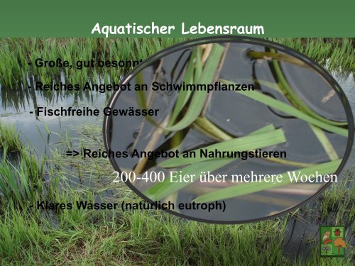 Aquatische Lebensräume