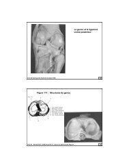 Le genou et le ligament croisé postérieur Figure 111 : Structures du ...