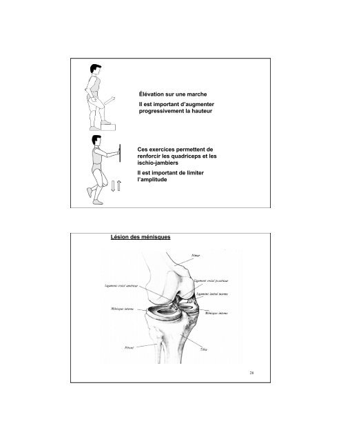 Le genou et le ligament croisé postérieur Figure 111 : Structures du ...