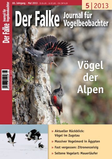 als PDF - Der Falke