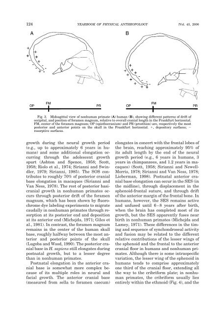 The primate cranial base: ontogeny, function and - Harvard University