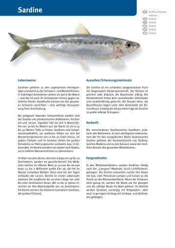 Sardine - Fisch