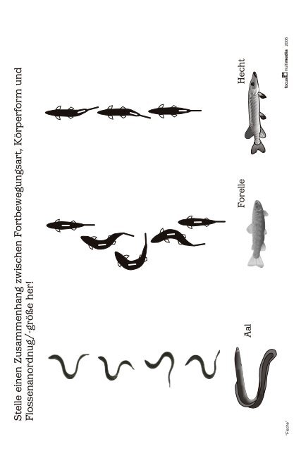 Booklet Fische - Focus-multimedia