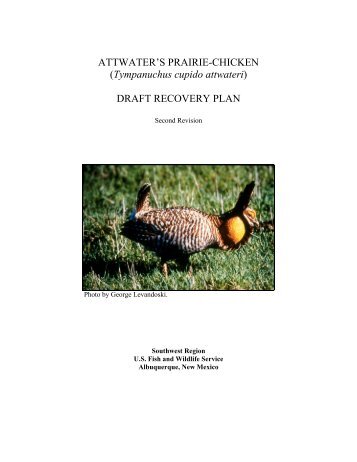 ATTWATER'S PRAIRIE-CHICKEN (Tympanuchus cupido attwateri ...