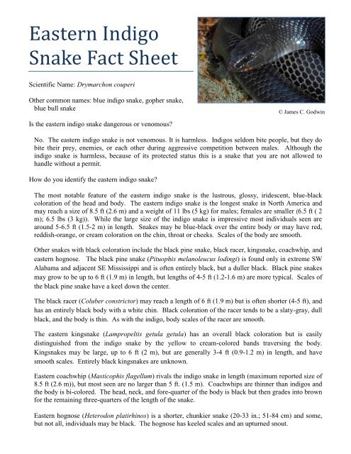 Eastern Indigo Snake Fact Sheet - U.S. Fish and Wildlife Service