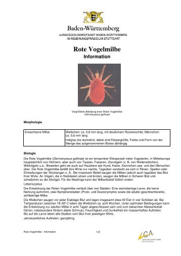 Rote Vogelmilbe