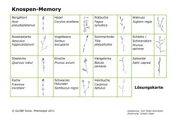 Knospen-Memory - GLOBE