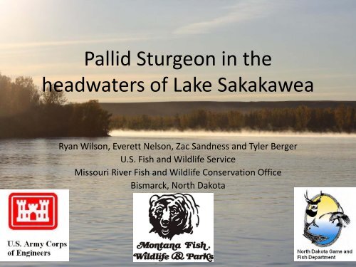 Pallid Sturgeon in the headwaters of Lake Sakakawea
