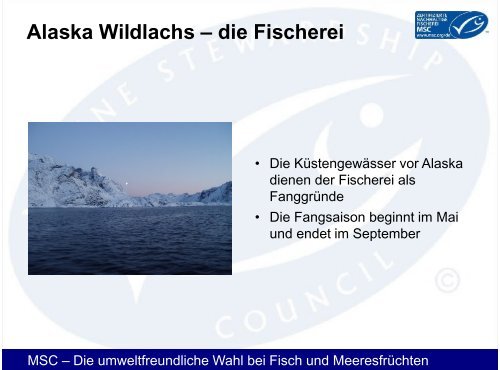 Wildlachs aus Alaska - Gottfried Friedrichs