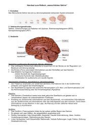 Handout Gehirn - Gratis Webserver