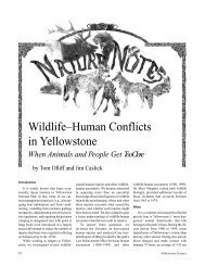 Wildlife–Human Conflicts in Yellowstone - Greater Yellowstone ...