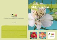 Alstroemeria - Royal Van Zanten