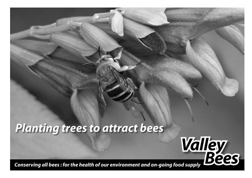 Planting Trees to Attract Bees - Green Journey