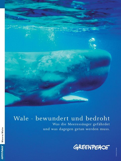 Wale Bewundert Und Bedroht Greenpeace Gruppe Stuttgart