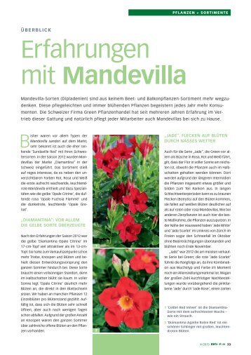 Erfahrungen mit Mandevilla - bei GREEN Pflanzenhandel GmbH