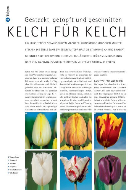 Tulpen: Kelch für Kelch (PDF) - bei GREEN Pflanzenhandel GmbH