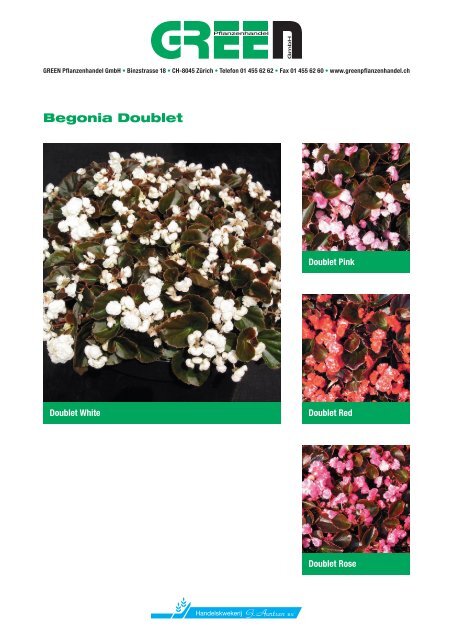 Begonia Gustav Lund - bei GREEN Pflanzenhandel GmbH