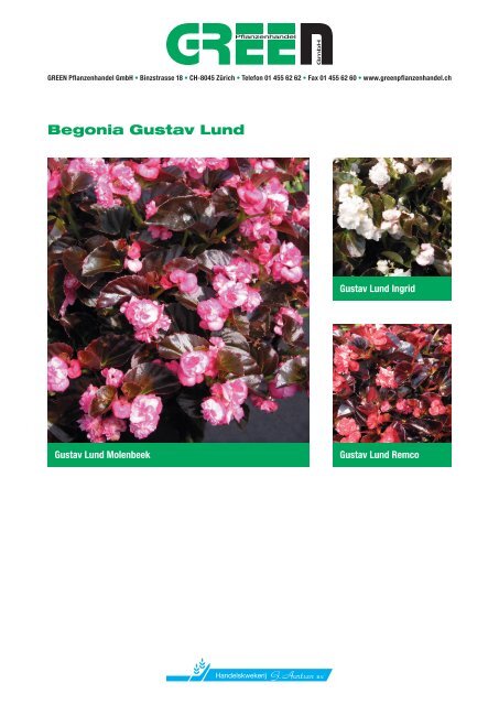 Begonia Gustav Lund - bei GREEN Pflanzenhandel GmbH