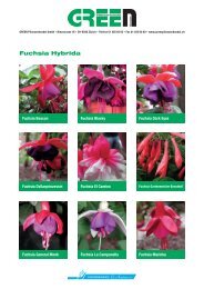 Fuchsia Hybrida.indd - bei GREEN Pflanzenhandel GmbH