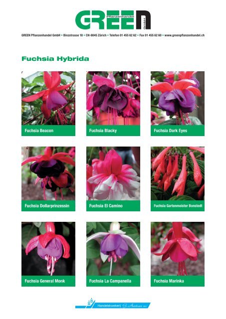 Fuchsia Hybrida.indd - bei GREEN Pflanzenhandel GmbH