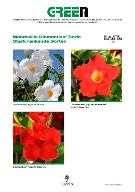 Mandevilla Diamantina® Serie Kompakte Sorten - bei GREEN ...