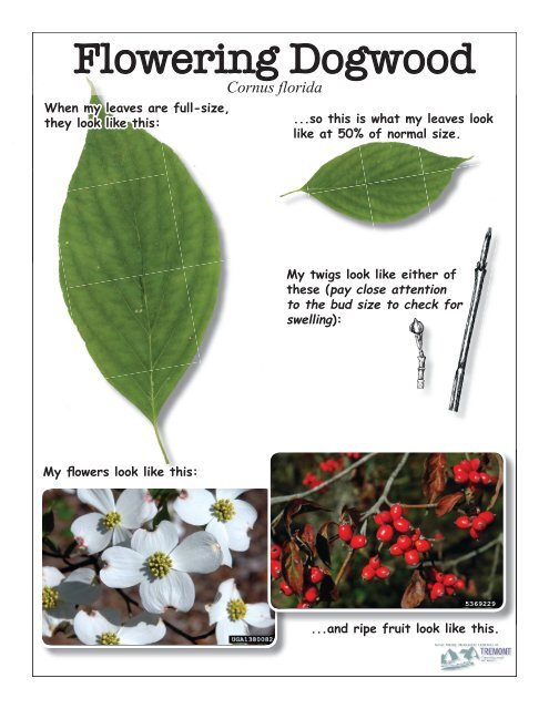 Flowering Dogwood