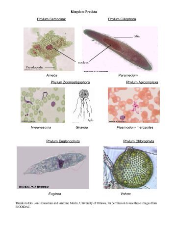 Phylum Sarcodina: Phylum Ciliophora Phylum Zoomastigophora ...