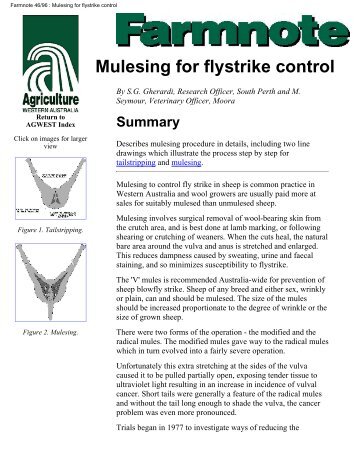 Farmnote 46/96 : Mulesing for flystrike control - Hamburger Illustrierte