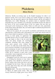 Mukdenia - Hardy Plant Society