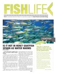 9 FISHLIFE GoatFish - Hawaii Coral Reef Strategies