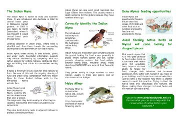 Indian Myna Bird Brochure - Hawkesbury City Council, NSW