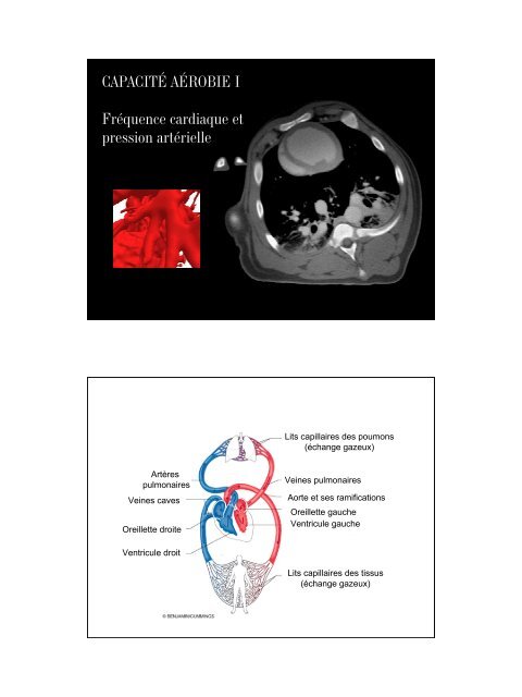 Capacite Aerobie I Frequence Cardiaque Et Pression Arterielle