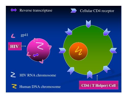 Introduction on HIV - Health[e]Foundation