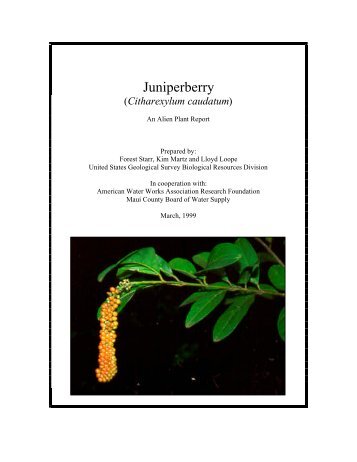 (Citharexylum spinosum): an alien plant report - Hawaiian ...