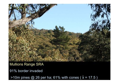 Ecological impacts of invasive Pinus radiata