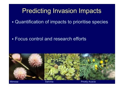 Ecological impacts of invasive Pinus radiata