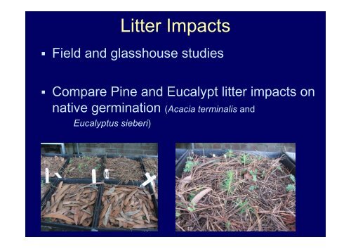 Ecological impacts of invasive Pinus radiata