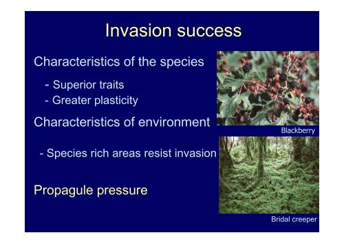 Ecological impacts of invasive Pinus radiata