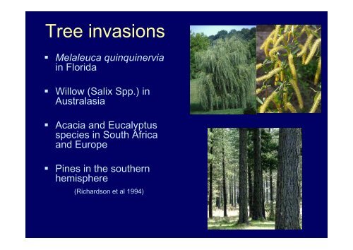 Ecological impacts of invasive Pinus radiata