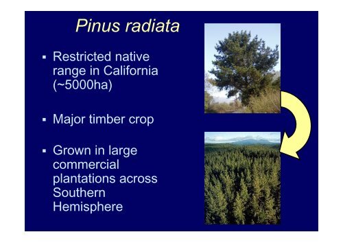 Ecological impacts of invasive Pinus radiata