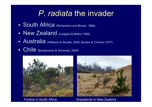 Ecological impacts of invasive Pinus radiata