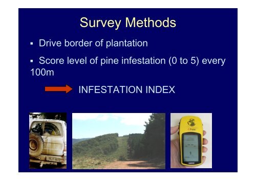 Ecological impacts of invasive Pinus radiata