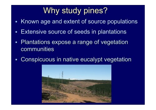 Ecological impacts of invasive Pinus radiata