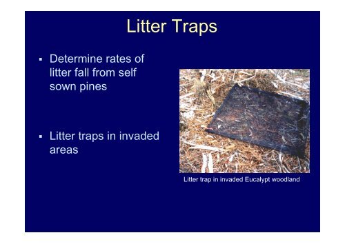 Ecological impacts of invasive Pinus radiata